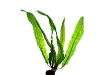 Aponogeton boivinianus in pot (p5)