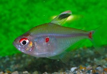 LESSER BLEEDING HEART TETRA