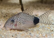 TAILSPOT CORY