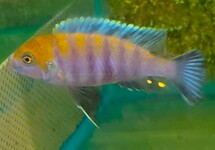 CYNOTILAPIA AFRA COBUE M