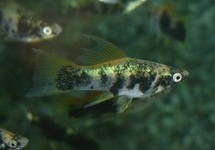 SWORDTAIL MARBLE