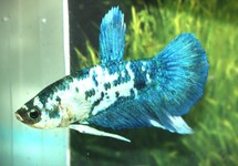 BETTA SP. PLAKAT MARBLE BLAUW MALE L