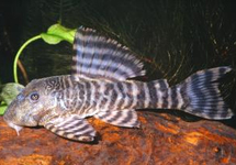 L226 PANAQOLUS CHANGAE L