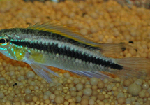 DWARF CICHLID CRUZI