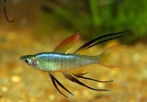 FILIGRAN-REGENBOGENFISCH