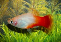 PLATY PEPPERMINT