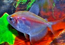 WHITE WIDOW TETRA 