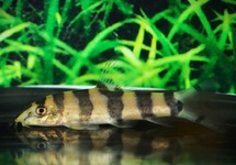 GOUDEN ZEBRA BOTIA M