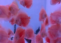 S. AEQUIFASCIATUS RED VALENTINE