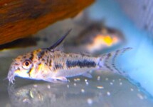 PANZERWELS SIPALIWINI