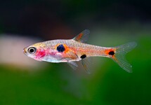 DWARF RASBORA