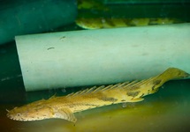 POLYPTÈRE GUINEA