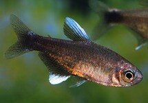 NEGODAGUA TETRA