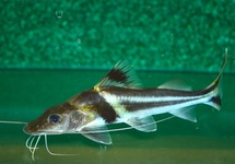 PIMELODUS ORNÉ