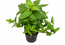Stauroqyne rubescens in pot (p5)