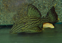 L418 SHAMPUPA ROYAL PLECO