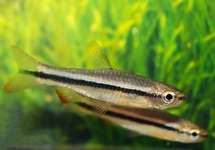 RASBORA cf. PATRICKYAPI