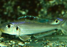 XENOTILAPIA BATHYPHILUS KEKESE M