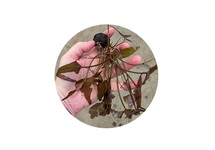 Nymphea stellata los