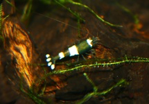 CREVETTE VERTE PANDA