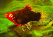 KORALLENPLATY SCHWARZ
