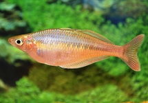 ARC-EN-CIEL DE BLEHER