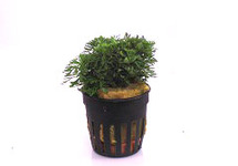 Limnophila sessiliflora terracotta ring