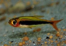 TUCANO TETRA