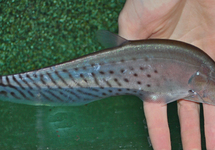 FEDERMESSERFISCH BLANCI