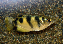TOXOTES SIAMENSIS S/M