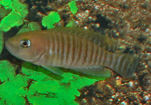 SLAKKENHUIS-CICHLIDE MULTIFASCIATUS