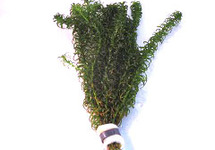 Elodea canadensis in bos