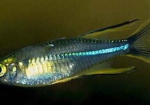 Atheriniformes