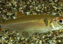 BARRACUDA TÉTRA FALCATUS