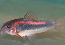 PANZERWELS RED STRIPE