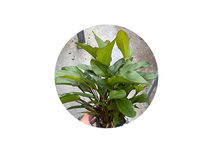 Echinodorus atlandsberg in pot (p9)