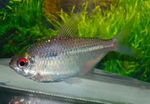 RED EYE TETRA COLOMBIA