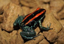 GOLFODULCEAN POISON FROG