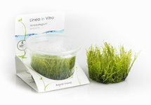 Amblystegium serpens - In Vitro Cup