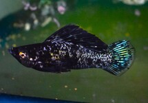 SAILFIN MOLLY BLACK MARBLE