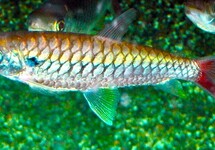 GELBFLOSSEN-GLANZSALMLER