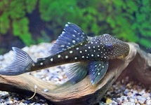 L128 BLUE PHANTOM PLECO