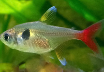 GELBER PHANTOMSALMLER