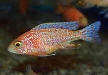 PEACOCK CICHLID FIRE FISH