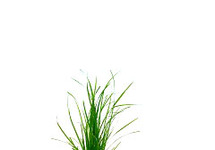 Cyperus helferi in pot (p5)