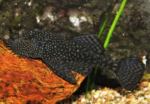 ANCISTRUS BRISTLENOSE PLECO 