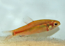 TETRA ANSORGII