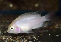 ZEBRA CICHLIDE WIT