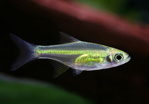 MICRODEVARIO KUBOTAI S