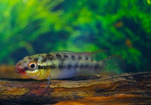 CONGOCHROMIS CF. SABINAE M